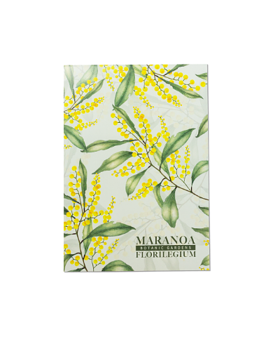 Maranoa Botanic Gardens Florilegium Notebook Acacia pycnantha by Janet Townsend