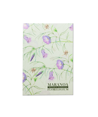 Maranoa Botanic Gardens Florilegium Notebook Alyogyne hakeifolia by Lynne MacDonald