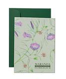 Maranoa Botanic Gardens Florilegium Gift card set Alyogyne hakeifolia by Lynne MacDonald