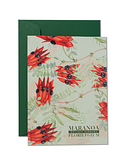 Maranoa Botanic Gardens Florilegium Gift card set Swainsona formosa by Joan Foley