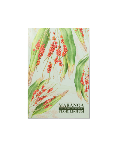 Maranoa Botanic Gardens Florilegium notebook - Cordyline petiolaris