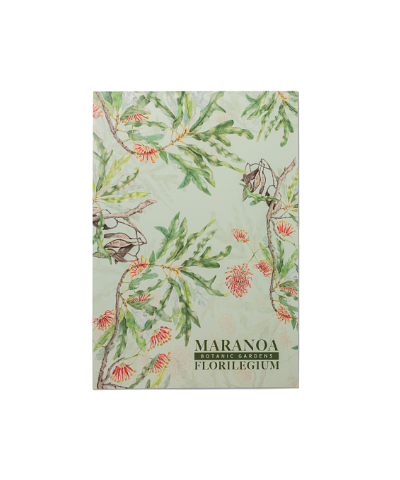 Maranoa Botanic Gardens Florilegium Notebook Stenocarpus sinuatus by Margaret Castle